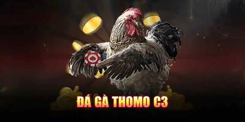 Giới thiệu loại hình đá gà Thomo C3 